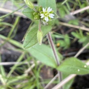 Cerastium glomeratum at Paddys River, ACT - 11 Nov 2021