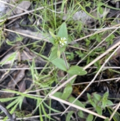 Cerastium glomeratum at Paddys River, ACT - 11 Nov 2021