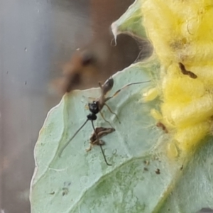 Cotesia glomerata at Isaacs, ACT - 12 Nov 2021