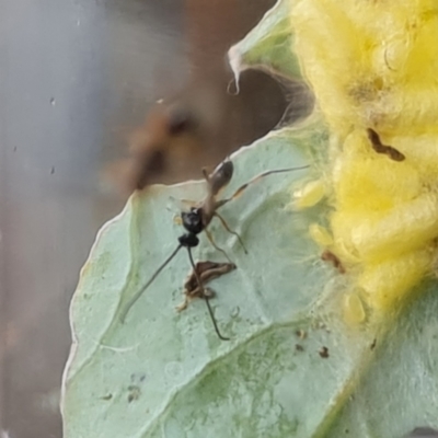 Cotesia glomerata (Glomerata Wasp) at Isaacs, ACT - 12 Nov 2021 by Mike