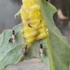 Cotesia glomerata at Isaacs, ACT - 12 Nov 2021