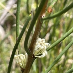 Hakea microcarpa (Small-fruit Hakea) at Paddys River, ACT - 11 Nov 2021 by JaneR