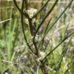 Hakea microcarpa at Paddys River, ACT - 11 Nov 2021 12:04 PM