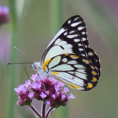 Belenois java (Caper White) at Quipolly, NSW - 11 Nov 2021 by Sarah2019