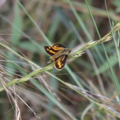 Ocybadistes walkeri (Green Grass-dart) at Quipolly, NSW - 11 Nov 2021 by Sarah2019