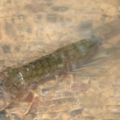 Unverified Freshwater Crayfish at Quipolly, NSW - 12 Nov 2021 by Sarah2019