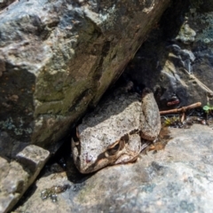 Litoria latopalmata (Broad-palmed Tree-frog) at Burrinjuck, NSW - 8 Nov 2021 by Philip