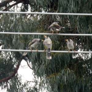 Manorina melanocephala at Macarthur, ACT - 12 Nov 2021 11:56 AM