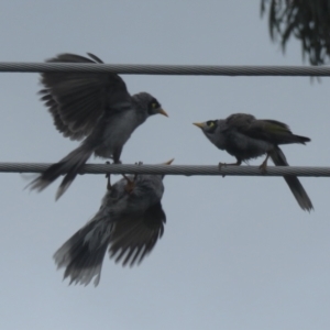 Manorina melanocephala at Macarthur, ACT - 12 Nov 2021 11:56 AM