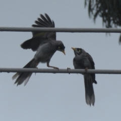 Manorina melanocephala at Macarthur, ACT - 12 Nov 2021