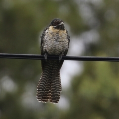 Eudynamys orientalis at Macarthur, ACT - 12 Nov 2021