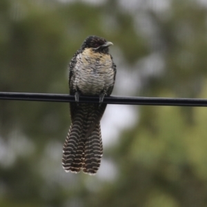 Eudynamys orientalis at Macarthur, ACT - 12 Nov 2021