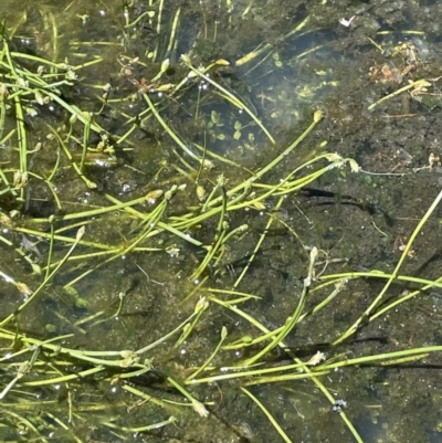 Isolepis crassiuscula (Alpine Club-rush) at Tharwa, ACT - 8 Nov 2021 by JaneR