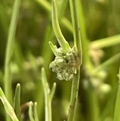 Isolepis gaudichaudiana (Benambra Club-sedge) at Paddys River, ACT - 8 Nov 2021 by JaneR