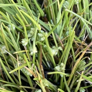 Isolepis gaudichaudiana at Paddys River, ACT - 8 Nov 2021