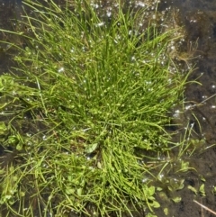 Isolepis gaudichaudiana at Paddys River, ACT - 8 Nov 2021