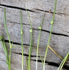 Isolepis gaudichaudiana at Paddys River, ACT - 8 Nov 2021