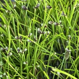 Isolepis subtilissima at Paddys River, ACT - 8 Nov 2021