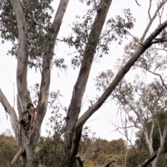 Callocephalon fimbriatum (Gang-gang Cockatoo) at Cook, ACT - 11 Nov 2021 by CathB