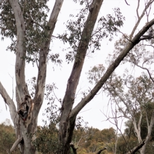 Callocephalon fimbriatum at Cook, ACT - 11 Nov 2021