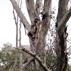 Callocephalon fimbriatum at Cook, ACT - suppressed