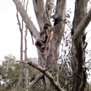 Callocephalon fimbriatum at Cook, ACT - 11 Nov 2021