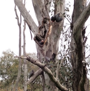 Callocephalon fimbriatum at Cook, ACT - 11 Nov 2021