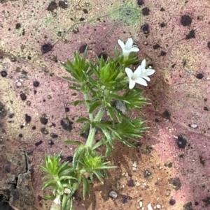 Asperula scoparia at Paddys River, ACT - 8 Nov 2021