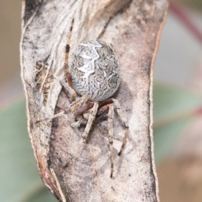 Salsa fuliginata (Sooty Orb-weaver) at Bruce Ridge to Gossan Hill - 10 Nov 2021 by AlisonMilton