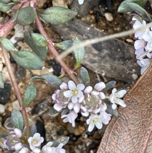 Poranthera microphylla at Paddys River, ACT - 8 Nov 2021 02:29 PM