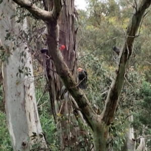 Callocephalon fimbriatum at Cook, ACT - 11 Nov 2021