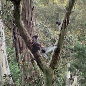 Callocephalon fimbriatum at Cook, ACT - 11 Nov 2021