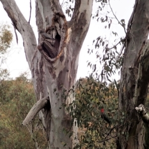 Callocephalon fimbriatum at Cook, ACT - suppressed