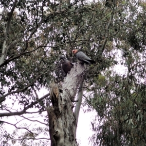 Callocephalon fimbriatum at Cook, ACT - 11 Nov 2021