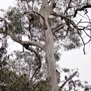 Callocephalon fimbriatum at Cook, ACT - 11 Nov 2021