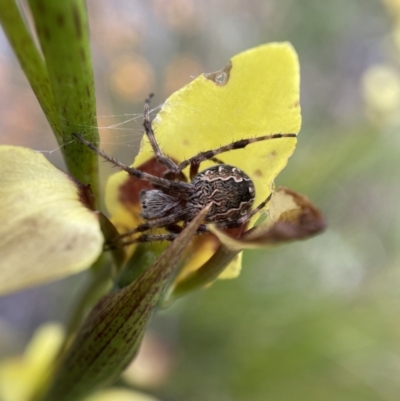 Salsa fuliginata (Sooty Orb-weaver) at Jerrabomberra, NSW - 6 Nov 2021 by Steve_Bok