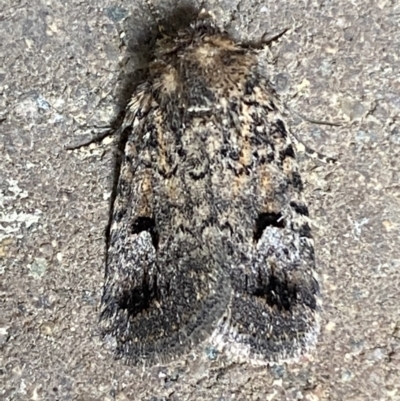 Thoracolopha verecunda (A Noctuid moth (Acronictinae)) at Weston, ACT - 11 Nov 2021 by Steve_Bok