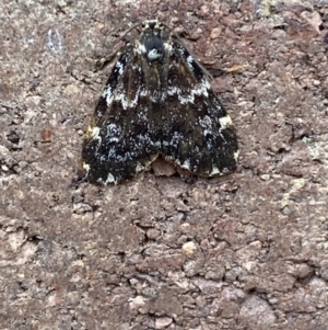 Halone coryphoea at Weston, ACT - 12 Nov 2021