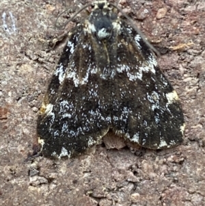 Halone coryphoea at Weston, ACT - 12 Nov 2021