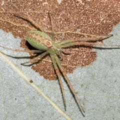 Araneus talipedatus (Slender green orb-weaver) at Higgins, ACT - 11 Nov 2021 by AlisonMilton