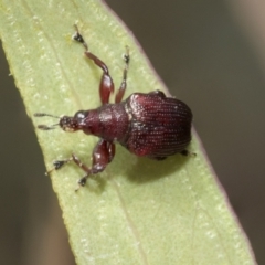 Euops sp. (genus) (A leaf-rolling weevil) at Bruce, ACT - 11 Nov 2021 by AlisonMilton