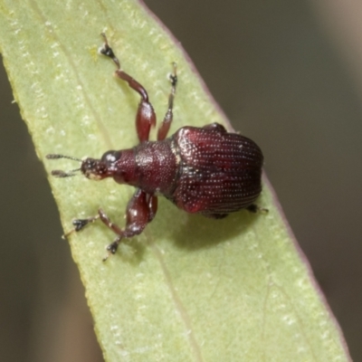 Euops sp. (genus) (A leaf-rolling weevil) at Bruce, ACT - 11 Nov 2021 by AlisonMilton