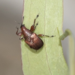 Euops sp. (genus) at Bruce, ACT - 11 Nov 2021