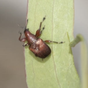 Euops sp. (genus) at Bruce, ACT - 11 Nov 2021 09:58 AM