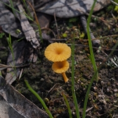 Lichenomphalia chromacea (Yellow Navel) at Kambah, ACT - 6 Oct 2021 by BarrieR