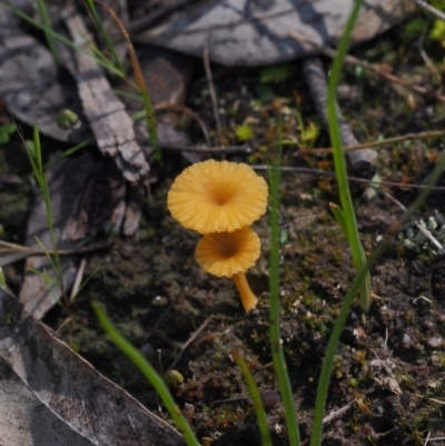 Lichenomphalia chromacea (Yellow Navel) at Mount Taylor - 6 Oct 2021 by BarrieR