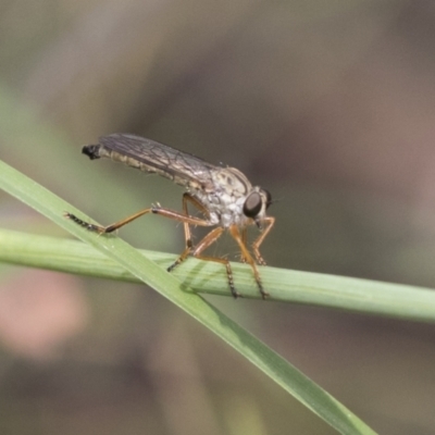 Cerdistus sp. (genus) (Yellow Slender Robber Fly) at Bruce Ridge to Gossan Hill - 10 Nov 2021 by AlisonMilton