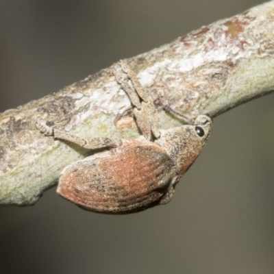 Gonipterus sp. (genus) (Eucalyptus Weevil) at Higgins, ACT - 11 Nov 2021 by AlisonMilton