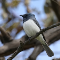 Myiagra rubecula at Symonston, ACT - 11 Nov 2021