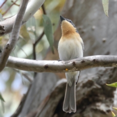 Myiagra rubecula (Leaden Flycatcher) at Jerrabomberra, ACT - 10 Nov 2021 by jbromilow50